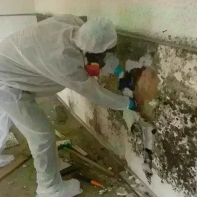 Mold Remediation and Removal in Laguna Niguel, CA